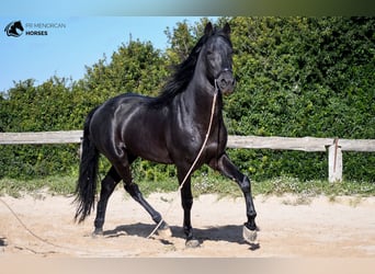 Menorquin, Stallion, 11 years, 15.1 hh, Black