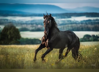 Menorquin, Stallion, 11 years, 15.2 hh, Black