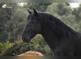 Menorquin, Stallion, 12 years, 15.1 hh, Black