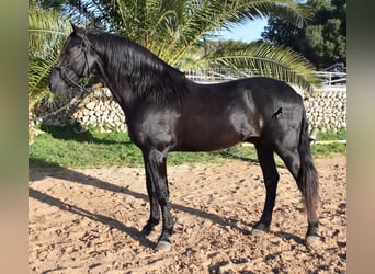 Menorquin, Stallion, 12 years, 15.1 hh, Black