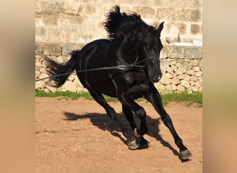 Menorquin, Stallion, 12 years, 15.1 hh, Black