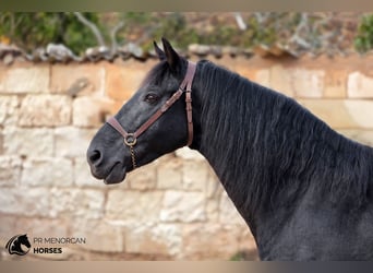 Menorquin, Stallion, 12 years, 15.3 hh, Black