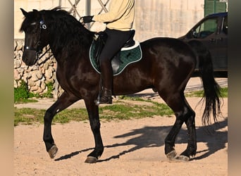 Menorquin, Stallion, 12 years, 16.1 hh, Black