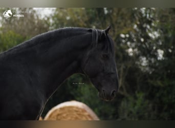 Menorquin, Stallion, 13 years, 15,1 hh, Black