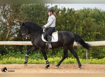 Menorquin, Stallion, 13 years, 15,1 hh, Black