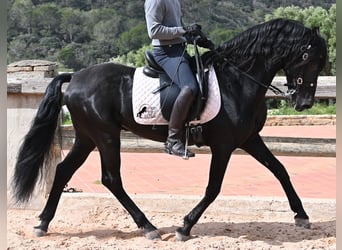 Menorquin, Stallion, 15 years, 15.1 hh, Black