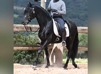 Menorquin, Stallion, 15 years, 15.1 hh, Black