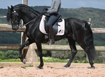 Menorquin, Stallion, 15 years, 15.1 hh, Black