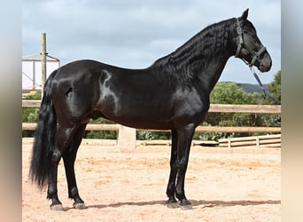 Menorquin, Stallion, 15 years, 15.1 hh, Black