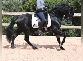 Menorquin, Stallion, 15 years, 15.1 hh, Black