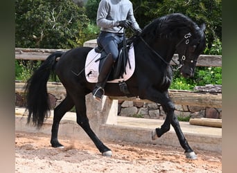 Menorquin, Stallion, 15 years, 15.1 hh, Black