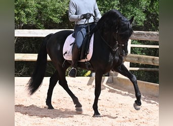 Menorquin, Stallion, 15 years, 15.1 hh, Black