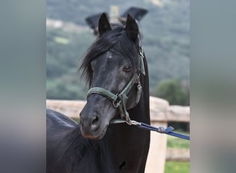 Menorquin, Stallion, 15 years, 15.1 hh, Black