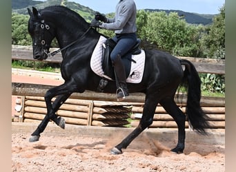 Menorquin, Stallion, 15 years, 15.1 hh, Black