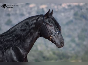 Menorquin, Stallion, 15 years, 15,1 hh, Black