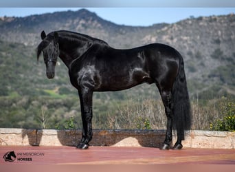 Menorquin, Stallion, 15 years, 15,1 hh, Black