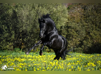 Menorquin, Stallion, 15 years, 15,1 hh, Black