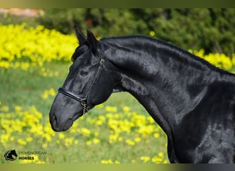 Menorquin, Stallion, 15 years, 15,1 hh, Black