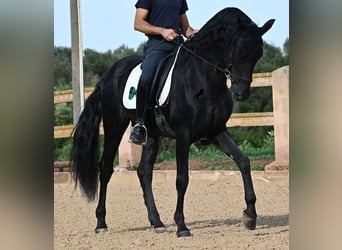 Menorquin, Stallion, 15 years, 15,1 hh, Black