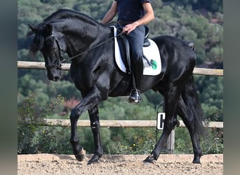 Menorquin, Stallion, 15 years, 15,1 hh, Black