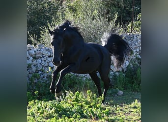 Menorquin, Stallion, 15 years, 15,2 hh, Black