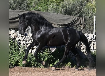 Menorquin, Stallion, 15 years, 15,2 hh, Black