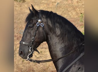 Menorquin, Stallion, 15 years, 16 hh, Black