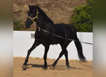 Menorquin, Stallion, 15 years, 16 hh, Black