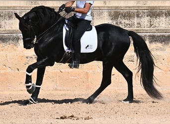 Menorquin, Stallion, 17 years, 16,1 hh, Black