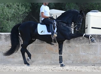 Menorquin, Stallion, 17 years, 16,1 hh, Black