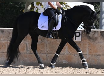 Menorquin, Stallion, 17 years, 16,1 hh, Black