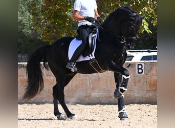 Menorquin, Stallion, 17 years, 16,1 hh, Black