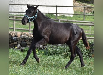 Menorquin, Stallion, 1 year, 13,3 hh, Black