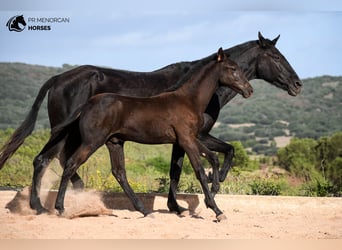 Menorquin, Stallion, 1 year, 15,1 hh, Black