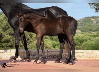 Menorquin, Stallion, 1 year, 15,1 hh, Black