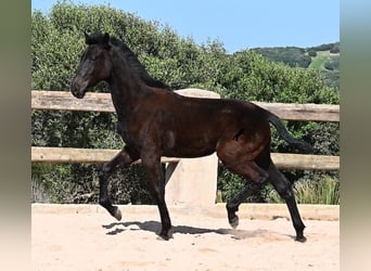 Menorquin, Stallion, 1 year, 15.1 hh, Black
