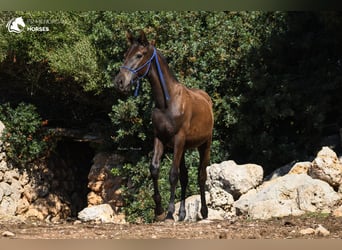 Menorquin, Stallion, 1 year, 15.2 hh, Black