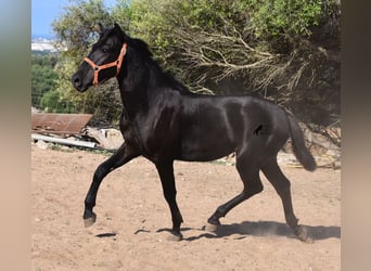 Menorquin, Stallion, 1 year, 15.2 hh, Black