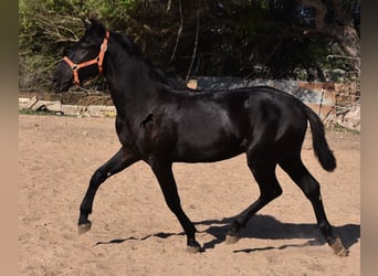 Menorquin, Stallion, 1 year, 15.2 hh, Black