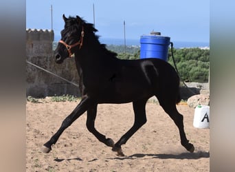 Menorquin, Stallion, 1 year, 15.2 hh, Black
