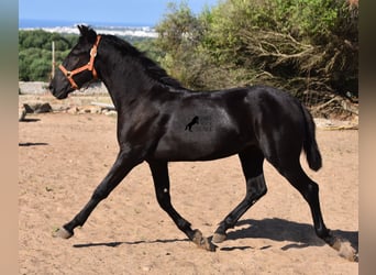 Menorquin, Stallion, 1 year, 15.2 hh, Black