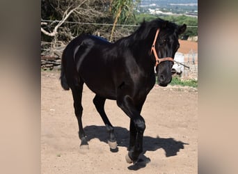 Menorquin, Stallion, 1 year, 15.2 hh, Black