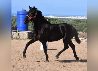 Menorquin, Stallion, 1 year, 15.2 hh, Black