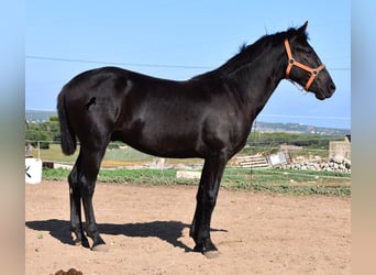 Menorquin, Stallion, 1 year, 15.2 hh, Black