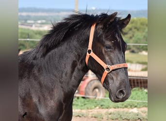 Menorquin, Stallion, 1 year, 15.2 hh, Black