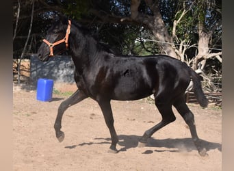 Menorquin, Stallion, 1 year, 15.2 hh, Black