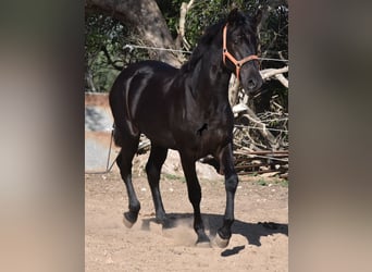 Menorquin, Stallion, 1 year, 15.2 hh, Black