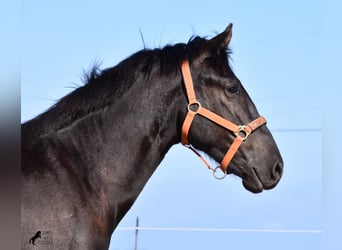 Menorquin, Stallion, 1 year, 15.2 hh, Black