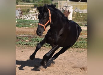 Menorquin, Stallion, 1 year, 15.2 hh, Black