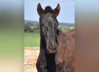 Menorquin, Stallion, 1 year, 15,2 hh, Black